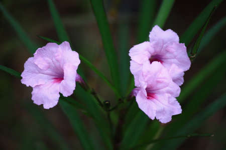 Purple flowerの写真素材