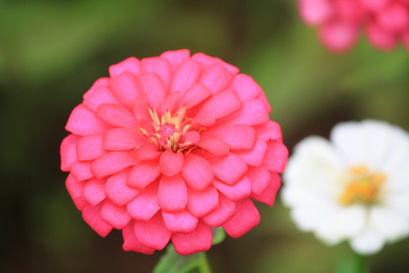Pink zinnia flowerの写真素材