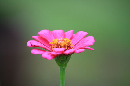 Isolate zinnia flowerの写真素材