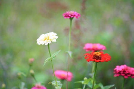 Colourful zinnia flower fieldの写真素材