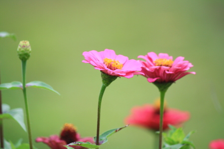 Zinnia Flower with natural greenの写真素材