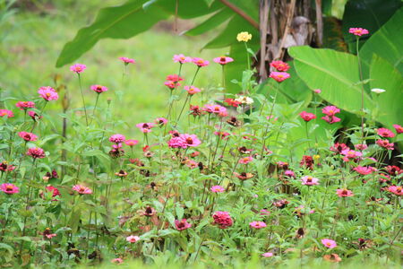 Field with many zinnia flowerの写真素材