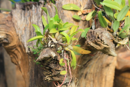 orchid tree in the woodenの写真素材