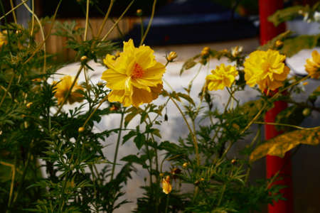 Yellow Diasy in the gardenの写真素材