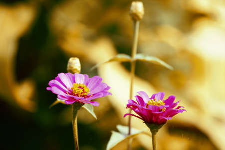 Beautiful purple zinnia の写真素材