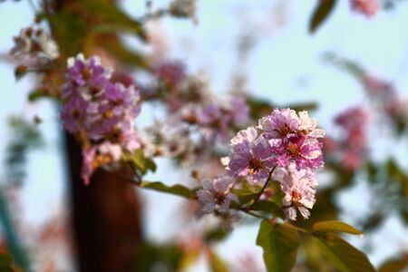Beautiful flower in summerの写真素材