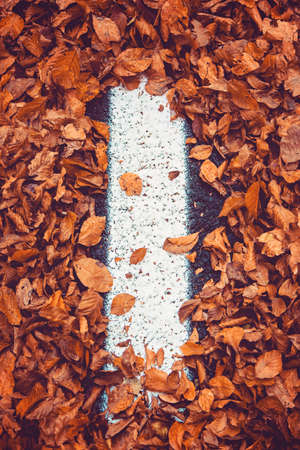White line covered by autumn leaf's, white line on asphalt hidden by orange leaf's, autumn concept.の写真素材