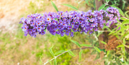 Flower for Easter. On a sunny day. Violet background. Shimmering in the rays.