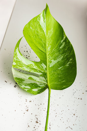 White-green leaf. Monstera Variegata seedling. tropical plants.の写真素材