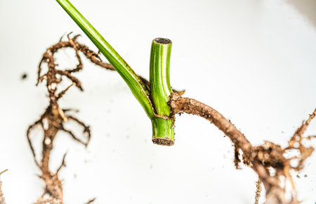Root with a piece of stem. Plant growth cone. Monstera Variegatの写真素材