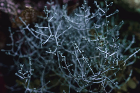 Gray blue branches. autumn plants. Macro photography for wallpaper.の写真素材