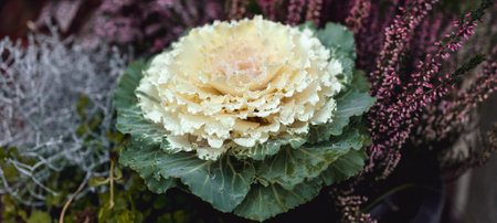 Brassica oleracea var. acephala. Ornamental Cabbage. White and green. pink heather. Autumn climate. Cold.の写真素材