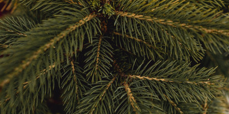 Christmas atmosphere. Green Christmas tree, coniferous tree. Blue, cold shade of needles.