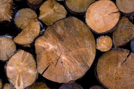 Firewood stacked felled tree logs