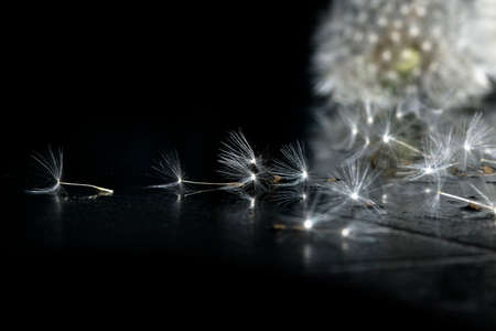 Fluffy dandelion against the backdrop of gray backgroundの写真素材