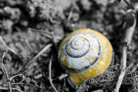 Snail shell left behind black and white