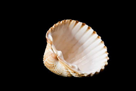 Shell on a black contrasting backgroundの写真素材