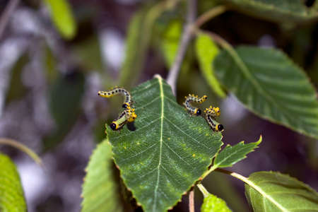 Green caterpillars eating leavesの写真素材