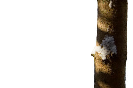 Tree bough in the light of the winter sunの写真素材