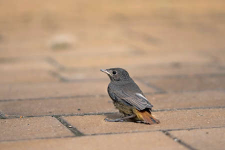 The young Cinderella bird is watching