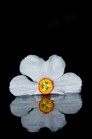 Spring daffodil beautiful white flowerの写真素材