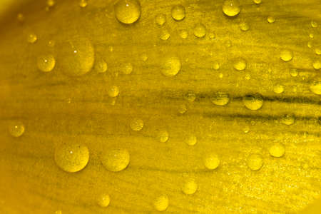 A drop of water on a tulip petalの写真素材