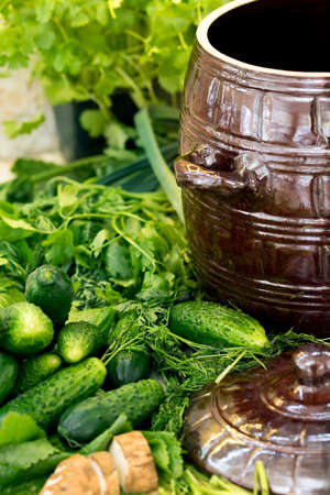 Small salt cucumber prepared for picklingの写真素材