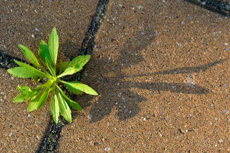 A small plant growing out of dry soilの写真素材