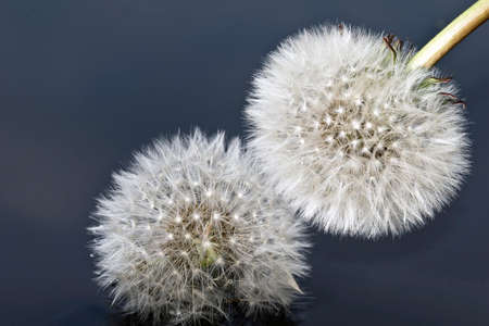 Fluffy dandelion against the backdrop of gray background