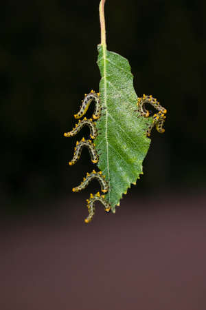 Green caterpillars eating birch leavesの写真素材