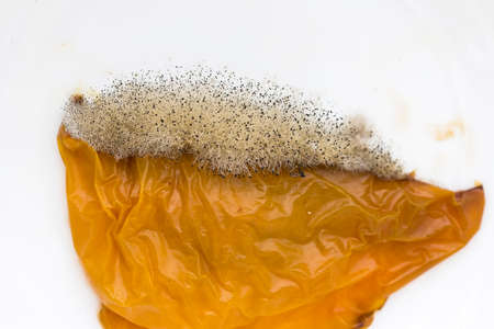 Mold, fungus grown on foodの写真素材