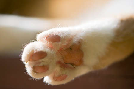 paw of a lying and resting cat