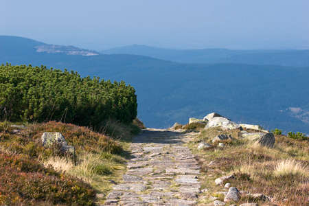 pine tree in the mountainsの写真素材