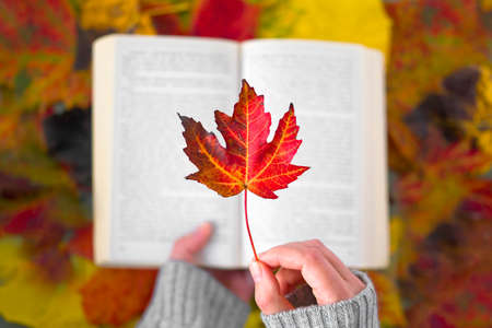 autumn leaves in the hands