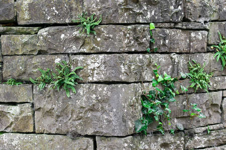 stone wall background and green plants