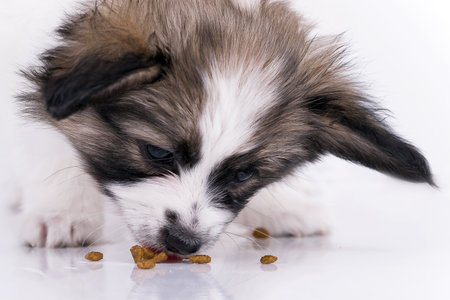Papillon puppy eating dry foodの写真素材