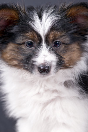 Papillon dog puppy on a black backgroundの写真素材