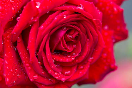 beautiful velvety red rose in dew