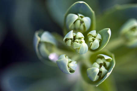 raindrop clear in green plantの写真素材