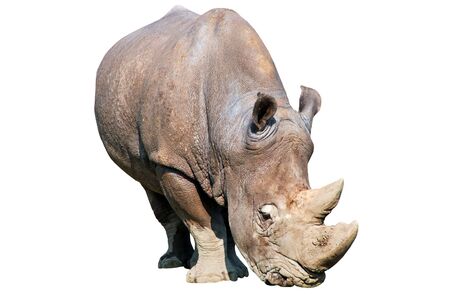 Rhinocerosの写真素材