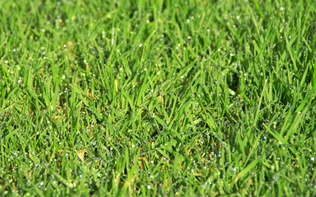 Perfect fresh green grass backgroundの写真素材
