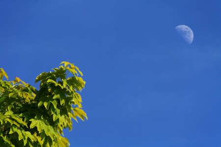 Moon at daylightの写真素材