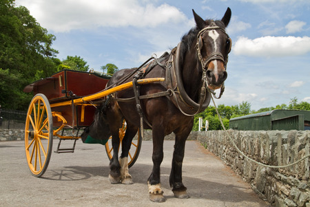 Horse ride in Killarney National Parkの写真素材