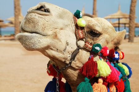 Camel portrait in Egyptの写真素材