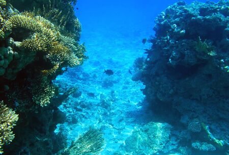 Coral reef of the Red Seaの写真素材