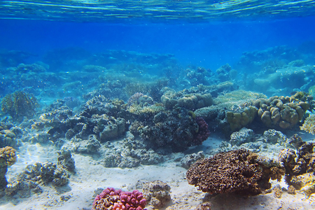 Coral reef of the Red Seaの写真素材