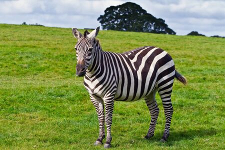 Zebra in the wildlife parkの写真素材