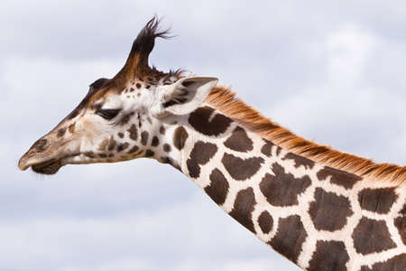 Giraffe in the wildlife parkの写真素材