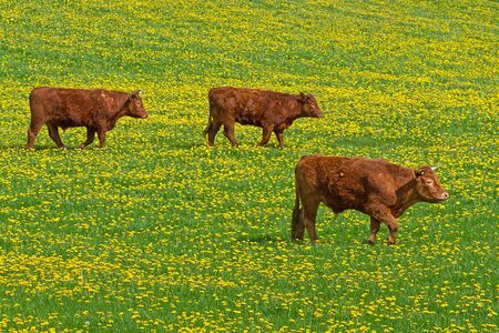 Irish cows on idyllic meadow with dandelionの写真素材