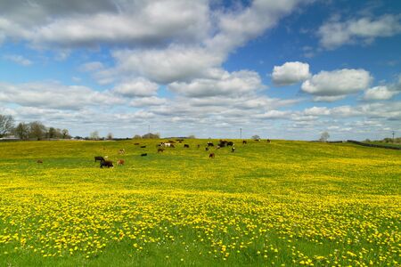 Idyllic meadow with dandelion and irish cowsの写真素材